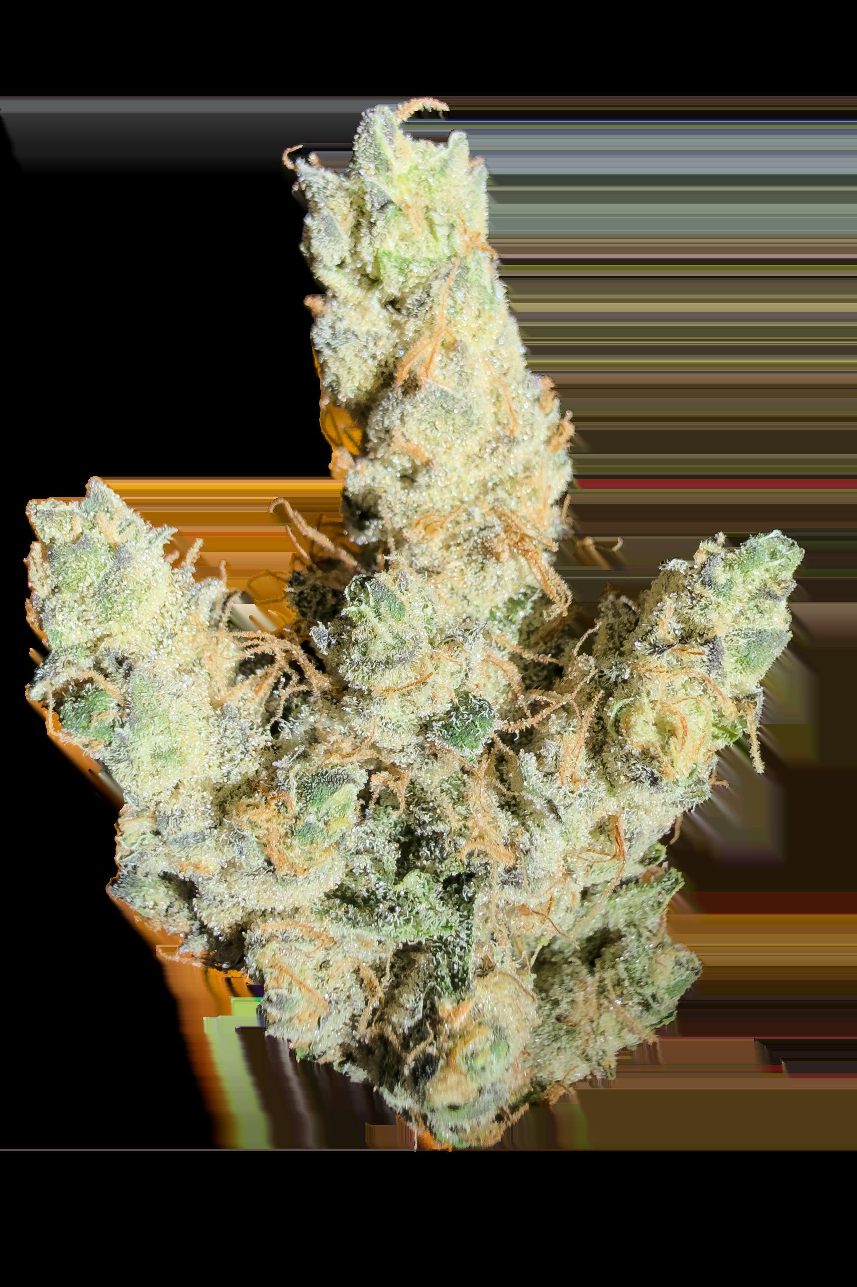 FRACTAL | 14G JAR | GOVERNMINT OASIS