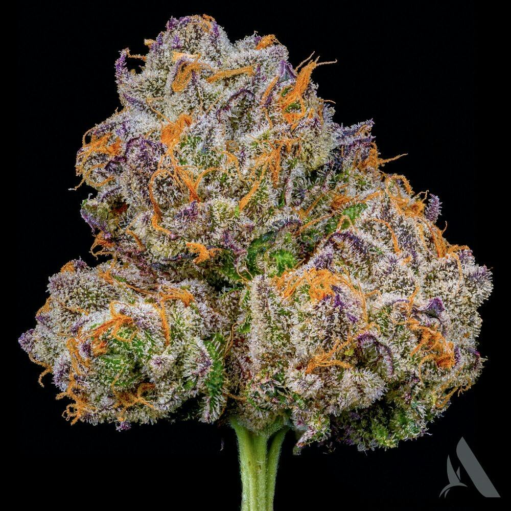Peanut Butter Breath | Pre-Pack | 3.5g | 01029 cannabis product