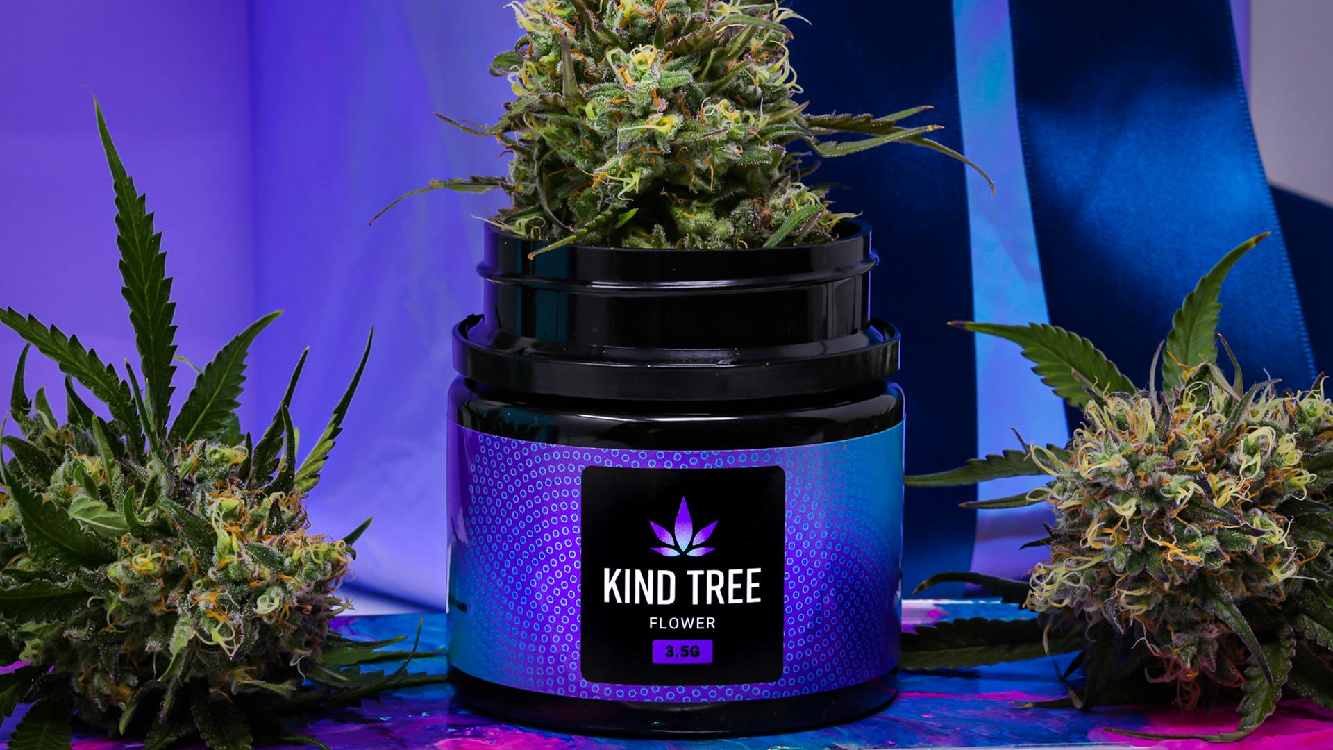 Premium | Dino Bites | Kind Tree