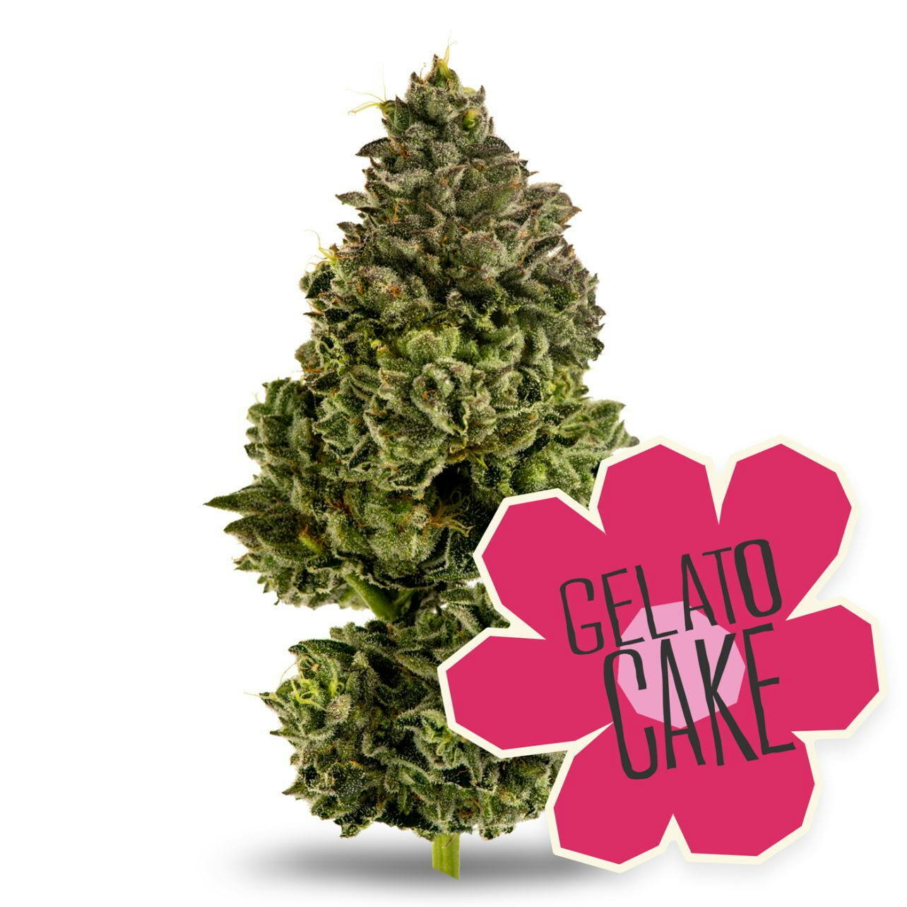 Value | Gelato Cake | District Cannabis
