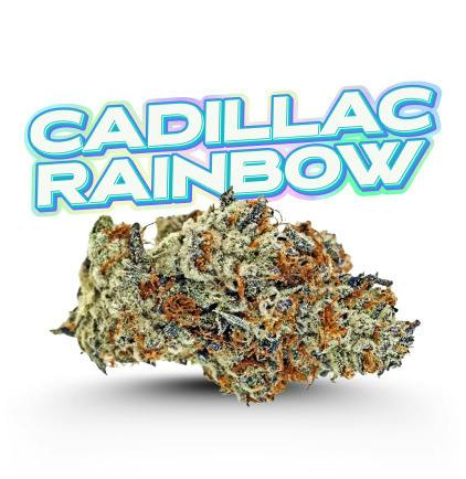 Top Shelf | Cadillac Rainbows | Holy Grail by Fade Co.