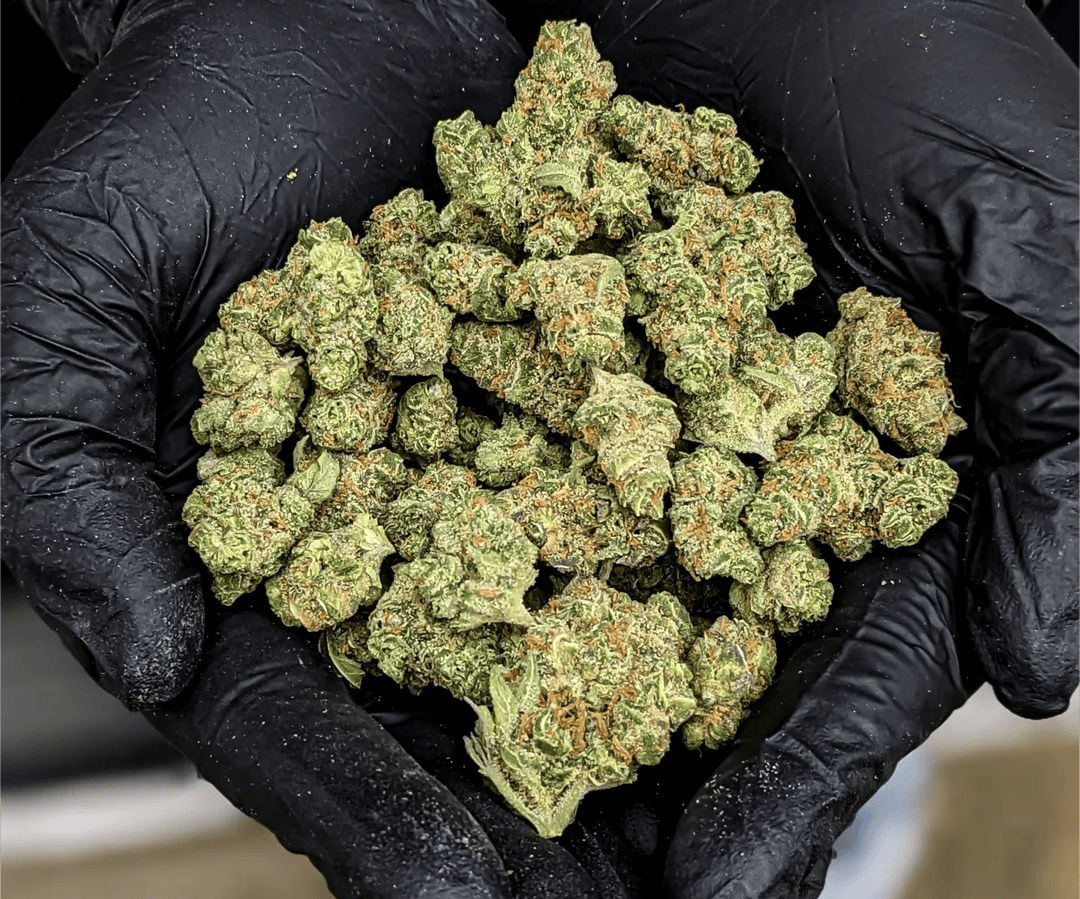 Galactic Jack at Natural Wellness Butte
