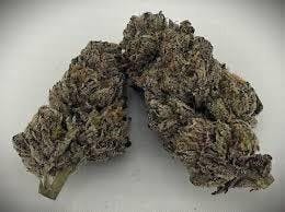 Gelato 41: 14 g