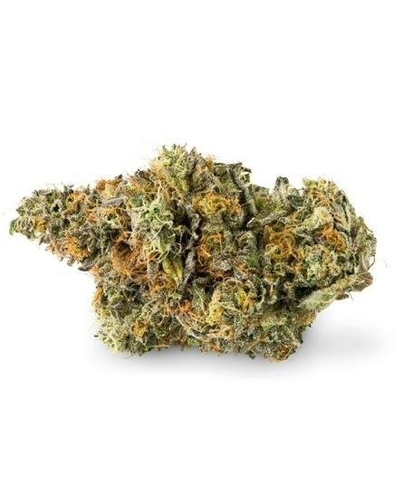 Sunshine Lime by Pruf Cultivar