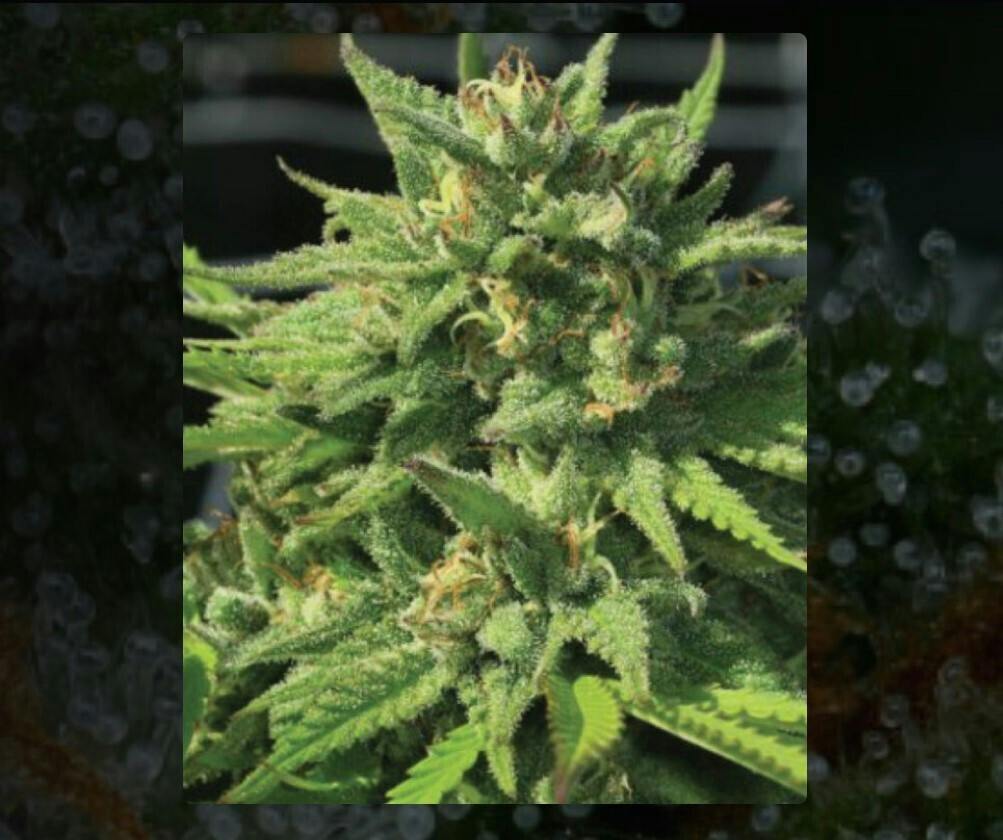 seeds BIG FOOT GLUE feminized 5pack (scan 5 times for compliance) $55 total per pack $11x5 per pack
