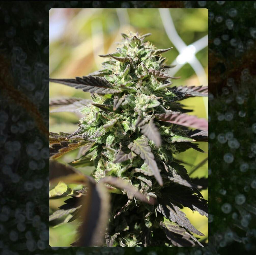 seeds CHUNKADELIC auto 5pack (scan 5 times for compliance) $55 total per pack $11x5 per pack