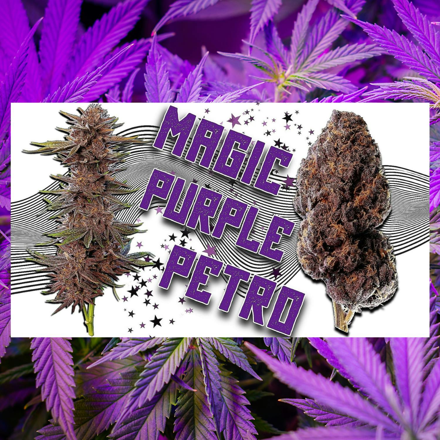 Magic Purple Petro by Fr33dom