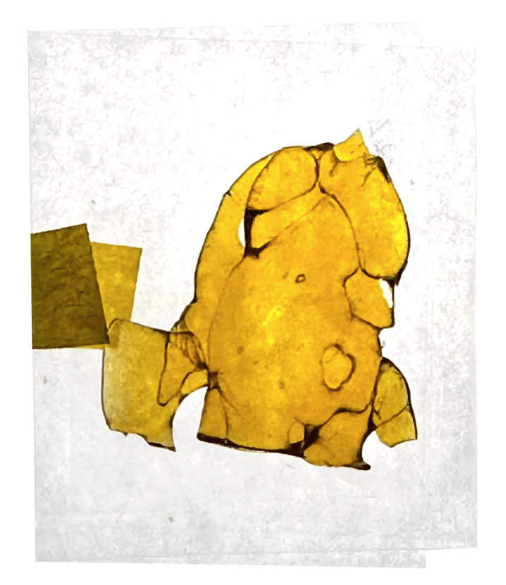 shatter KB Jacks Unicorn