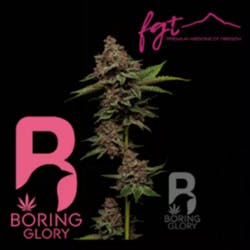 Truffle Shuffle by Boring Glory