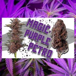 Magic Purple Petro by Fr33dom