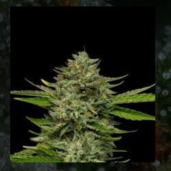 seeds EMERALD FIRE OG (H) auto 5pack (scan 5 times for compliance) $55 total per pack $11x5 per pack