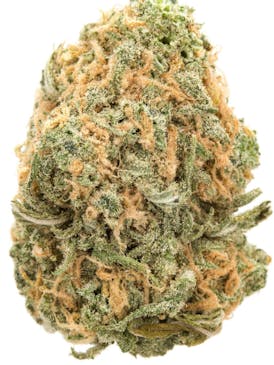 BLUE DREAM | FLOWER