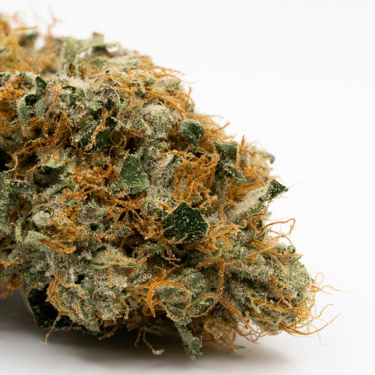 tachibana | Big Buds | 3.5g
