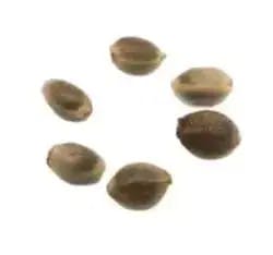 STRAWBERRY LEMONADE/DOUBLE GOD BOD SEED VAR PK - 36
