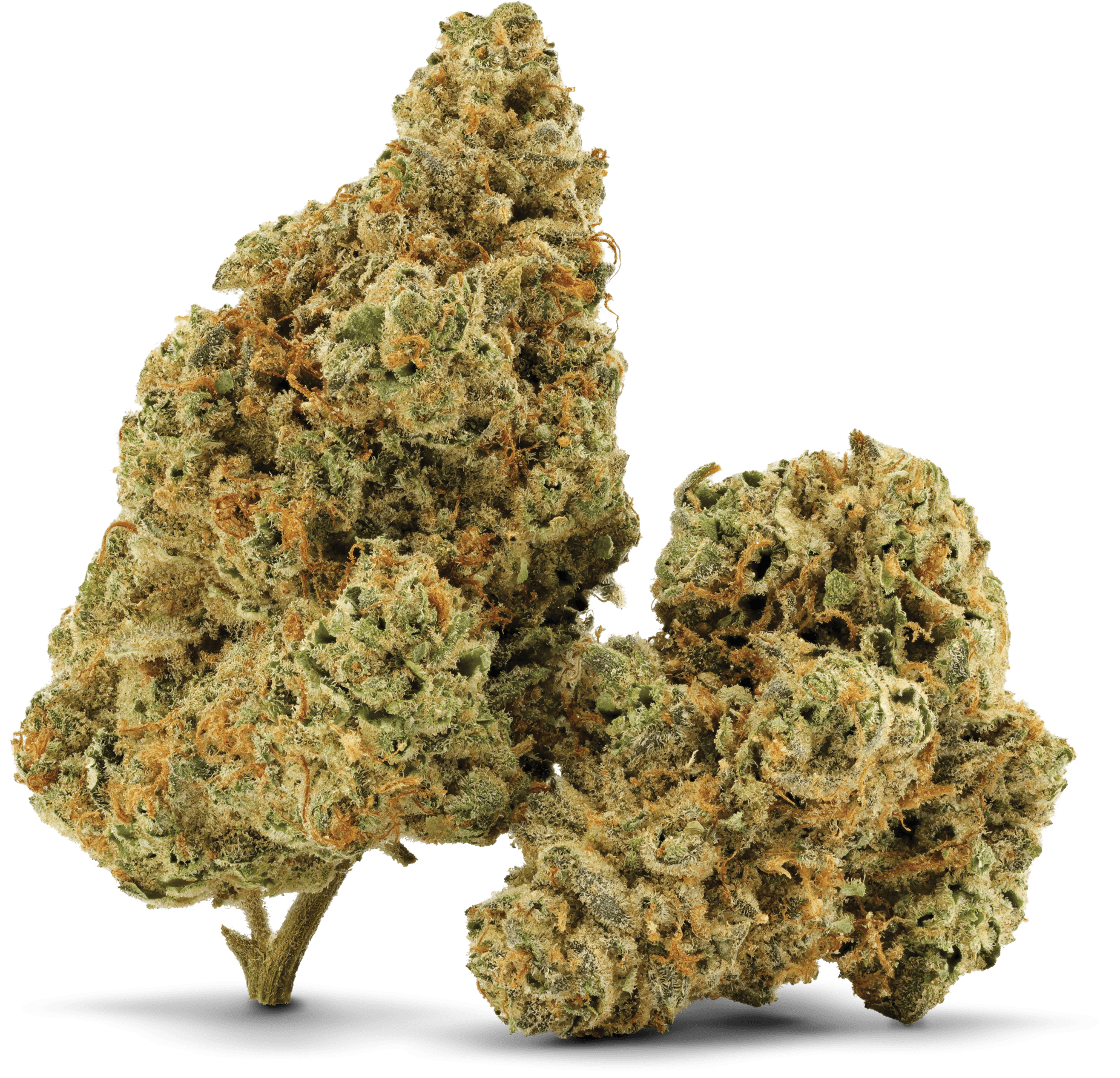 MANGO TANGI