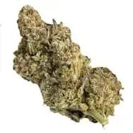 STRAWBERRY MANGO LTO