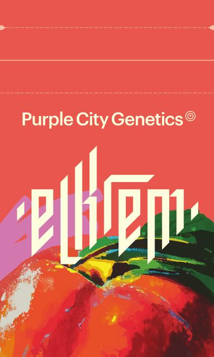 Purple City Genetics - Bogarts Seed 3pk