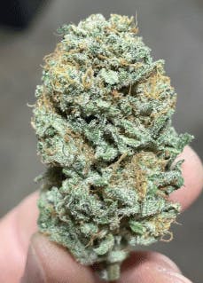 Wave Rider - Tres Leches 7g