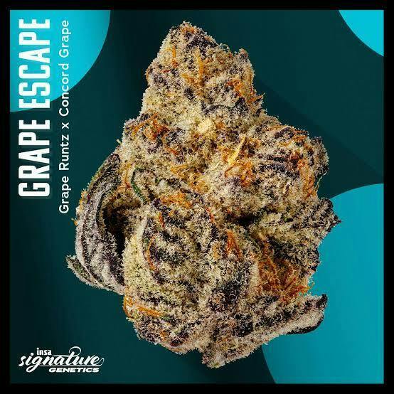 Grape Escape (SH) (28g)