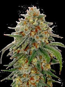 Victory Natural Farms - Bubba Kush - Flower