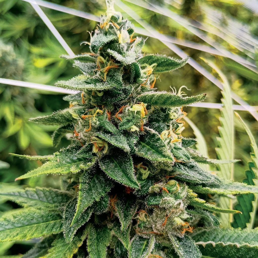 Nature's Bomb Shelf Cherry Diesel Bulk