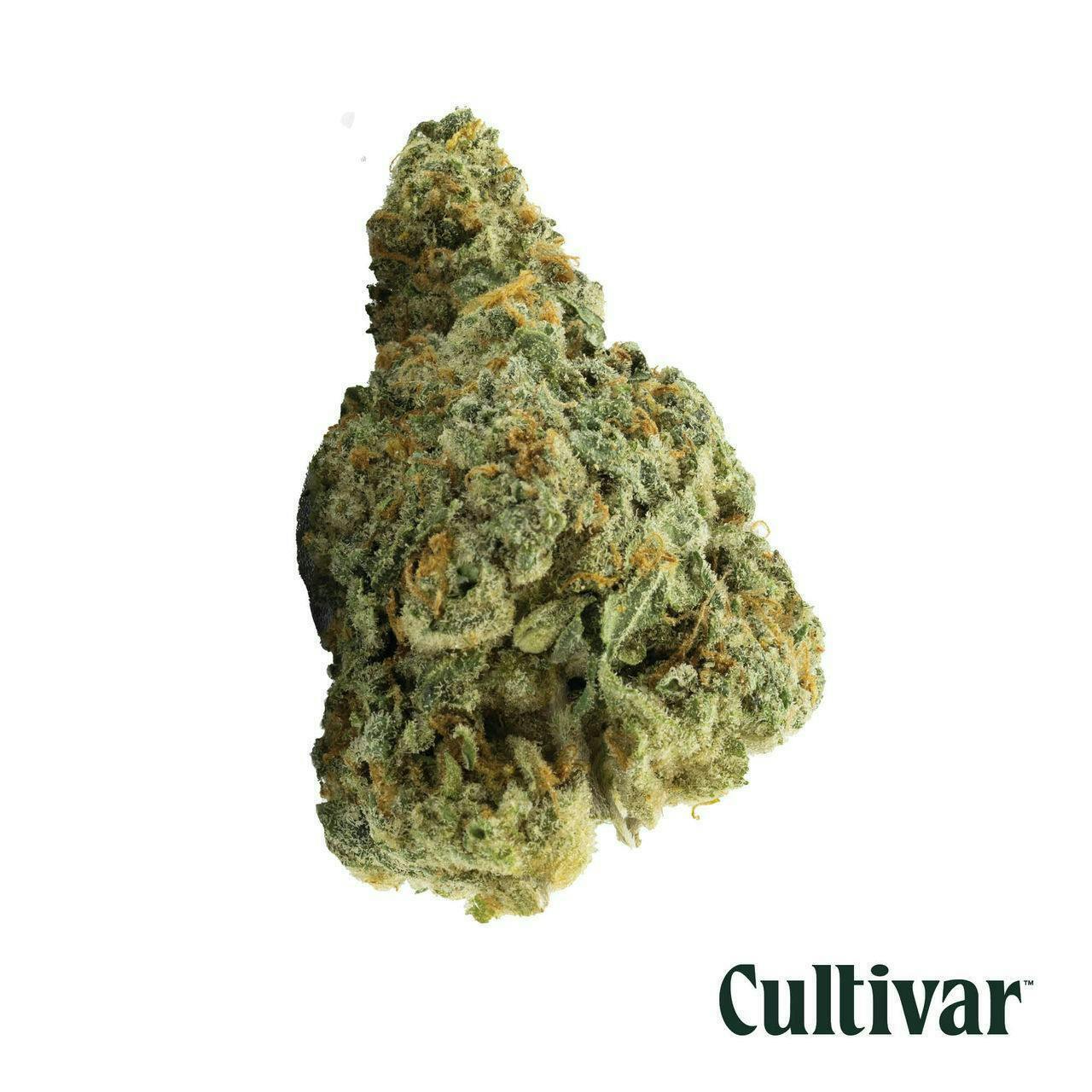 Kush Lato - 3.5g - Cultivar at KOAN Cannabis
