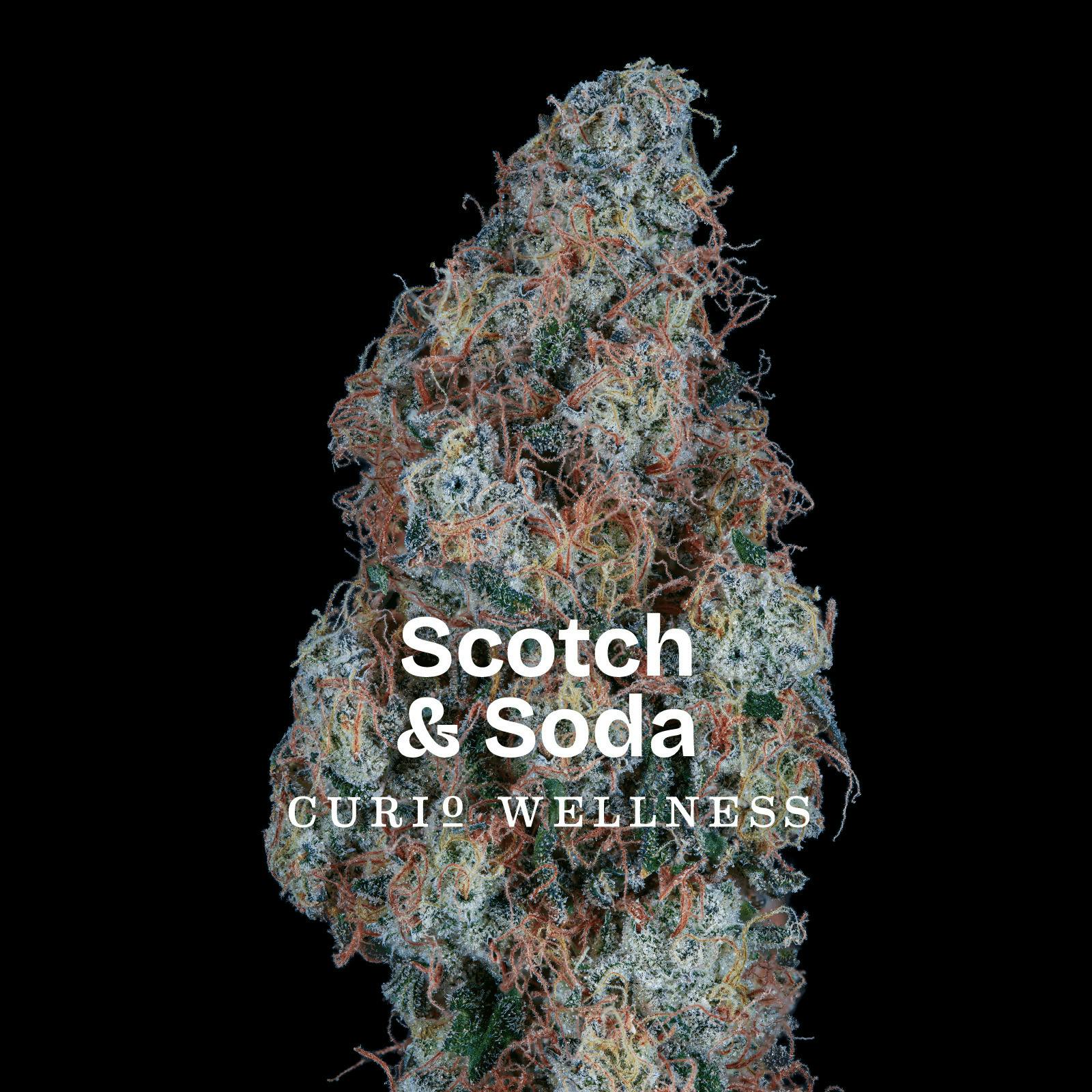 Scotch & Soda Baby Buds - 5g - Curio