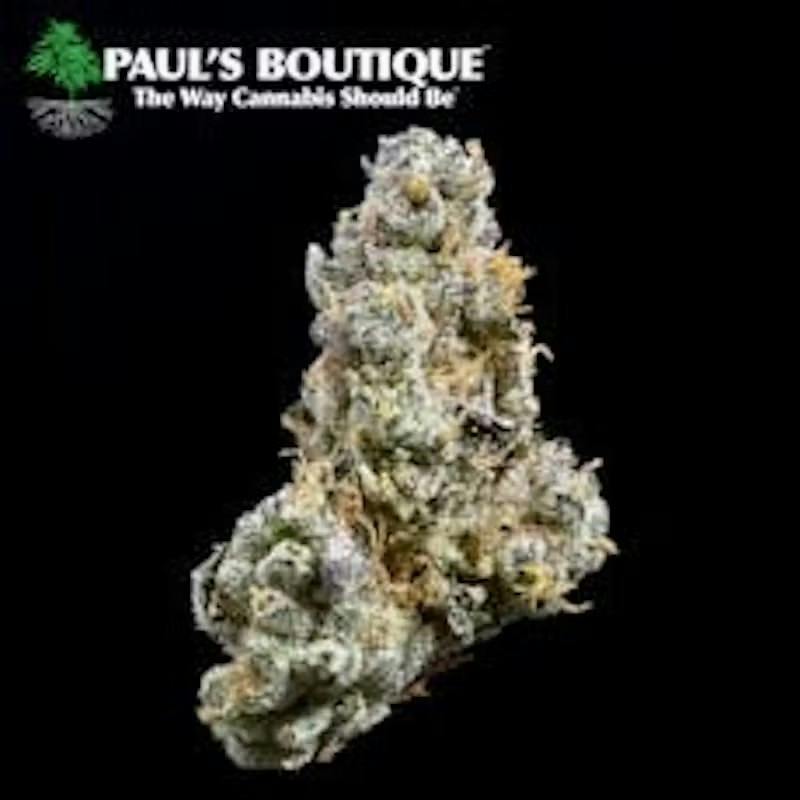 Pauls Cherry Paloma
