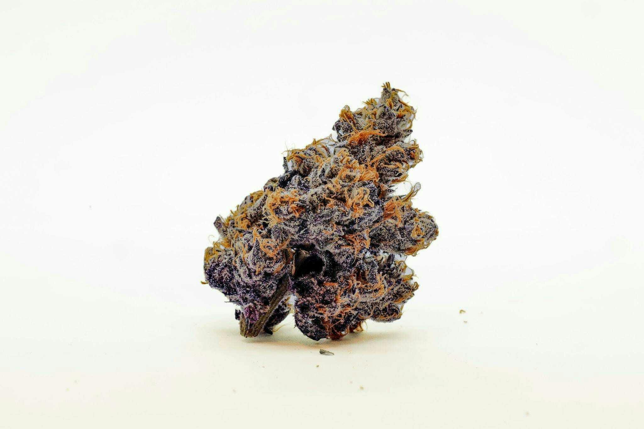 LUMPY'S FLOWER: Purple Petro