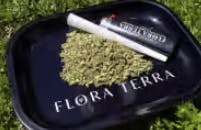 Flora Terra -: Runtz Ready To Roll