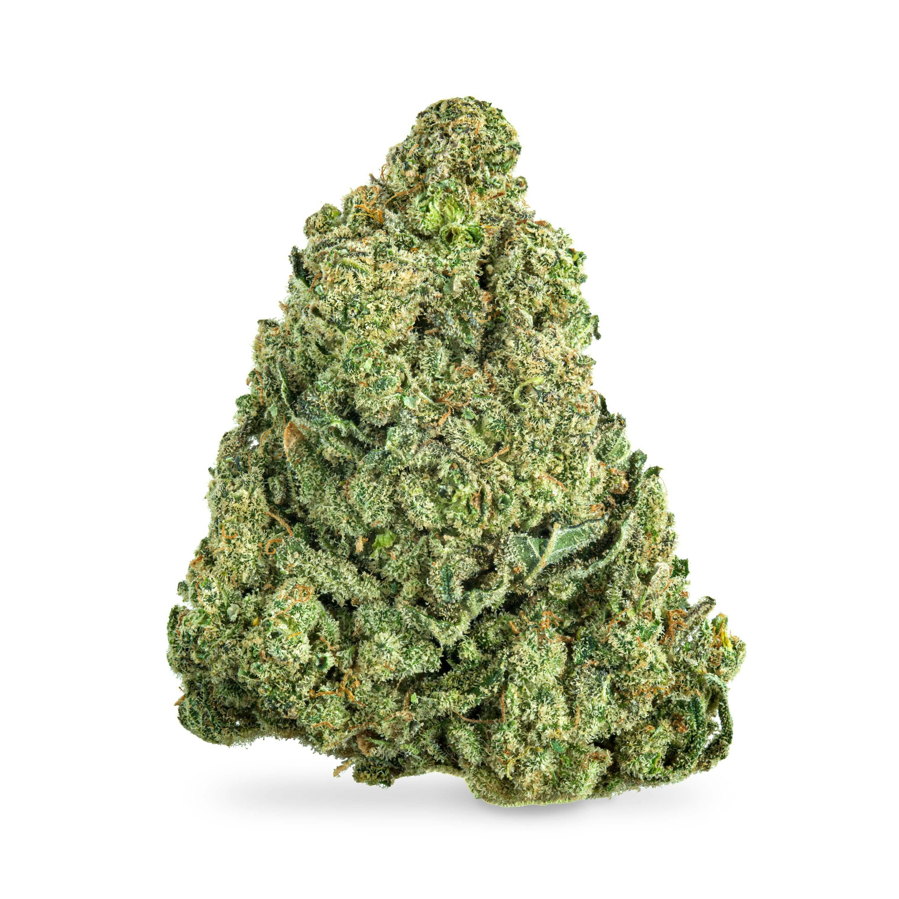 Orange Bud
