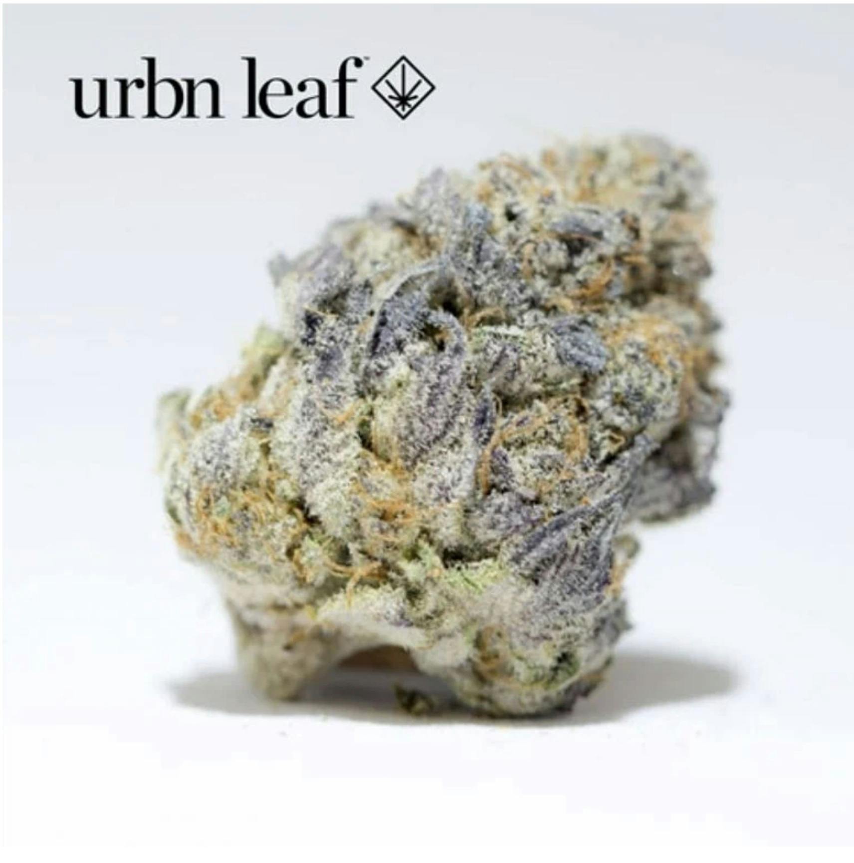 Purple Milk G