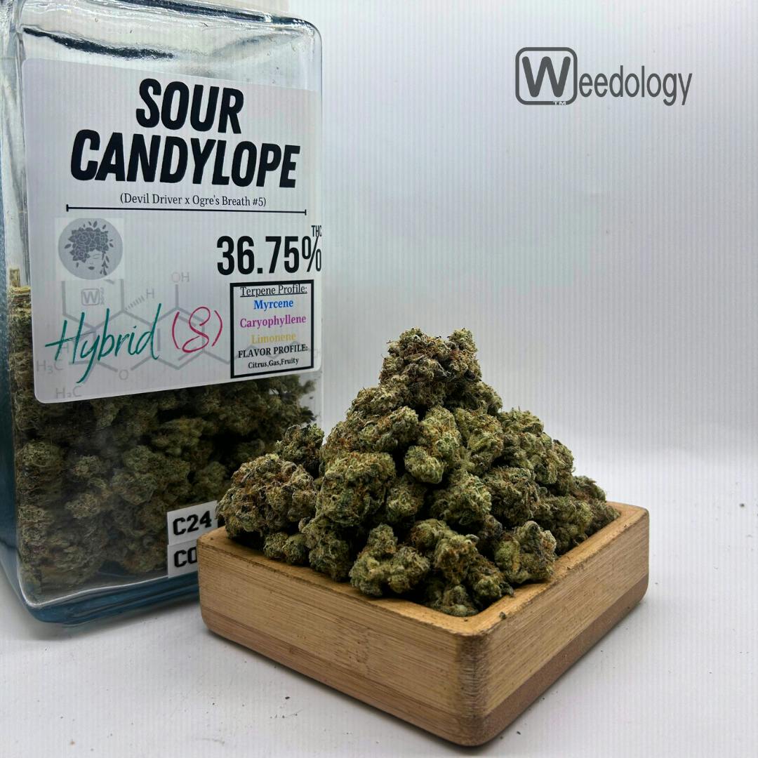 Sour Candylope: Sour Candylope (S-H)