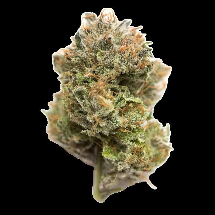 Superior - Frankenstein (7g)