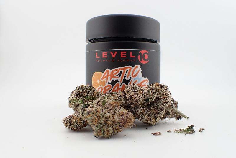 Artic Orange Flower - H