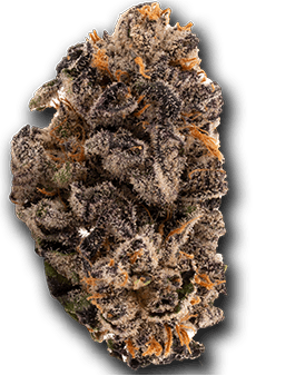 Cherry Cosmo Indica