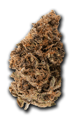 Apple Sherbet Sativa