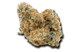 Capachino Sativa
