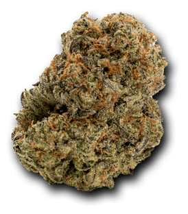 Lemon Meringue Sativa