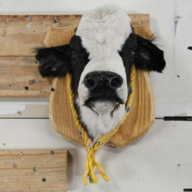 Taxidermy Calf