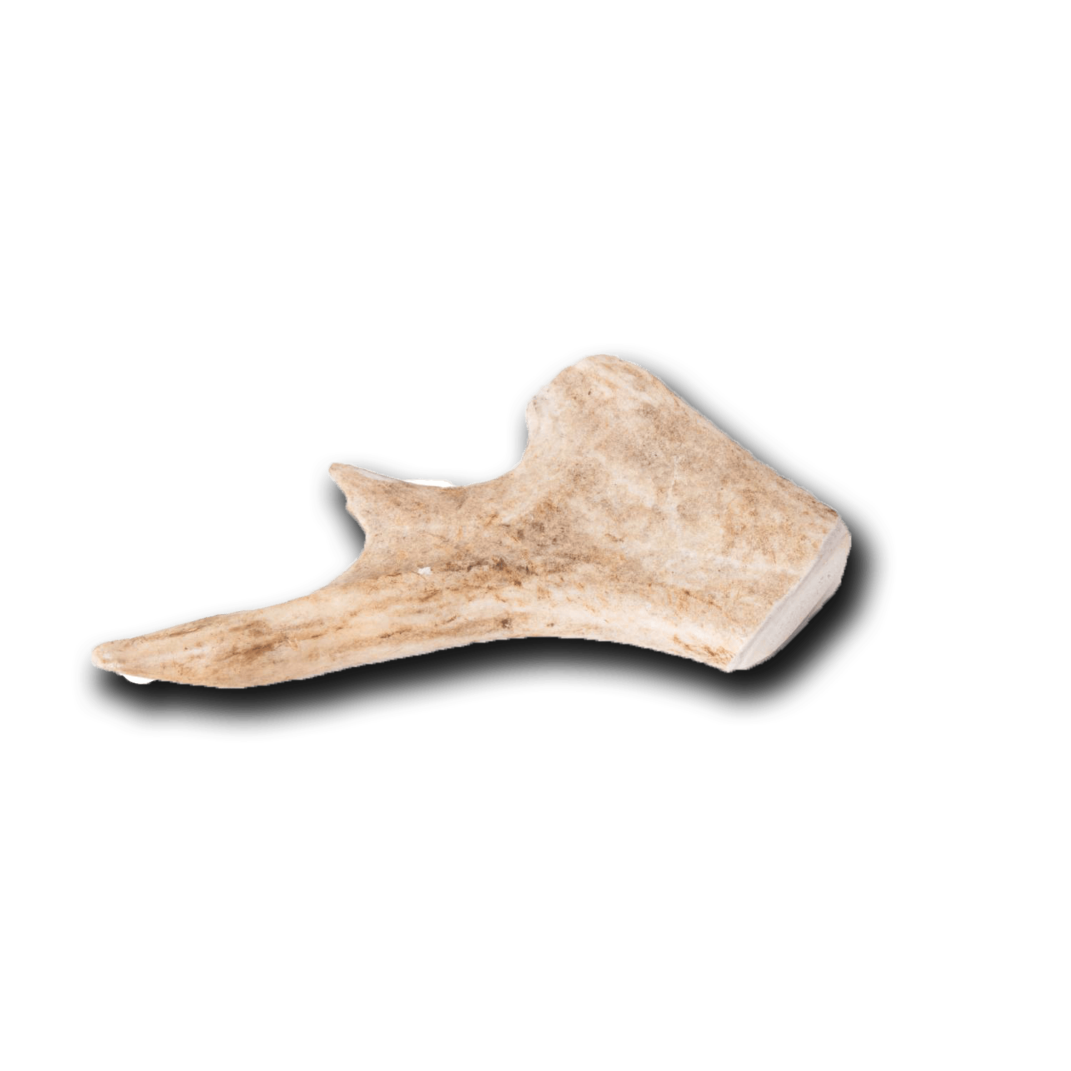 Moose Antler Dog Chews
