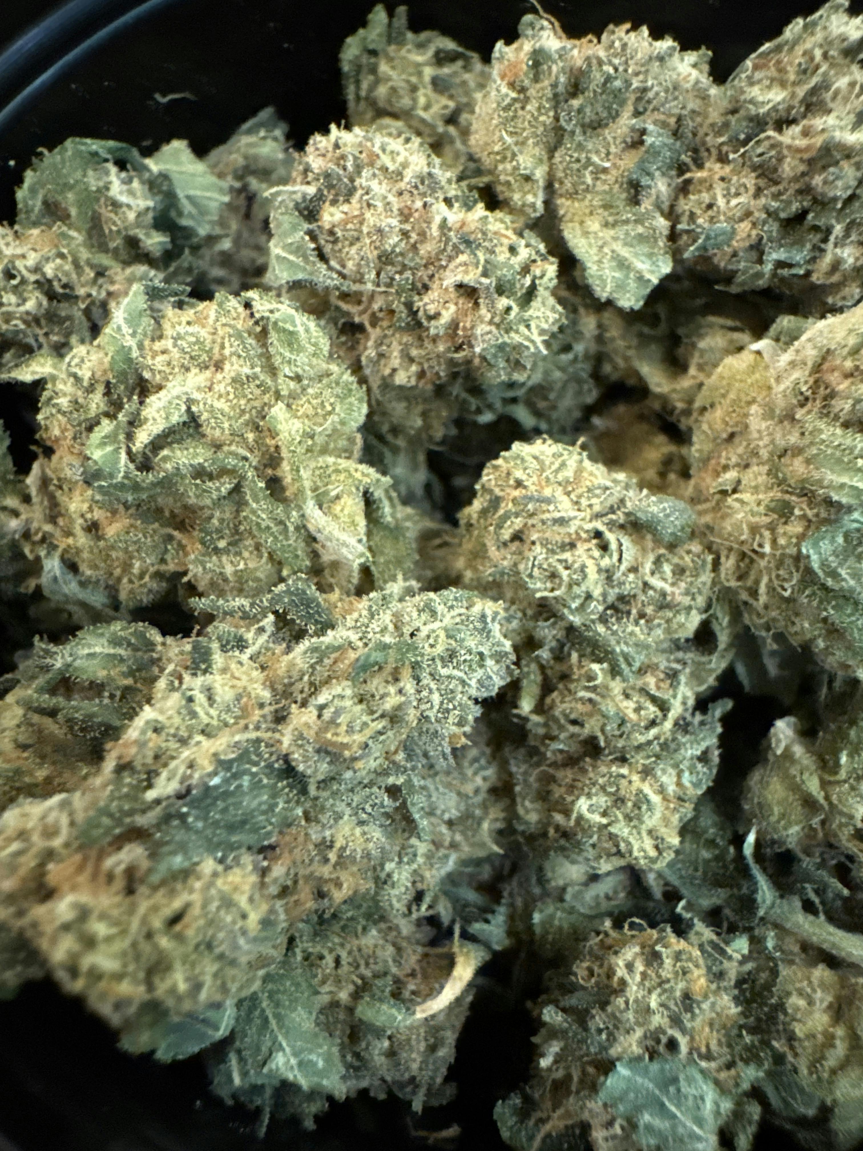 KAI- Banana Puddintaine | Top Shelf Flower C's