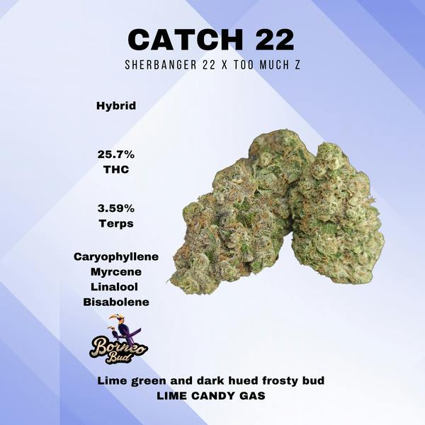 BORNEO BUD | CATCH 22 | 3.5G | HYBRID