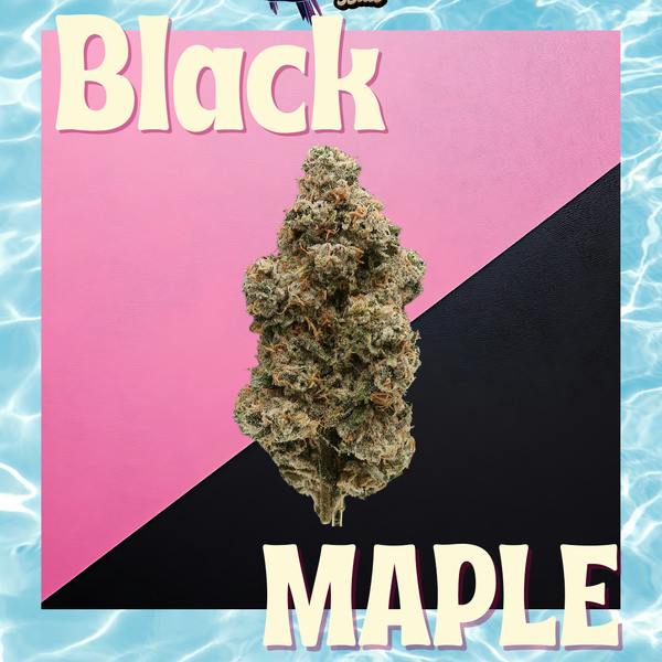 BORNEO BUD | BLACK MAPLE |14G | HYBRID