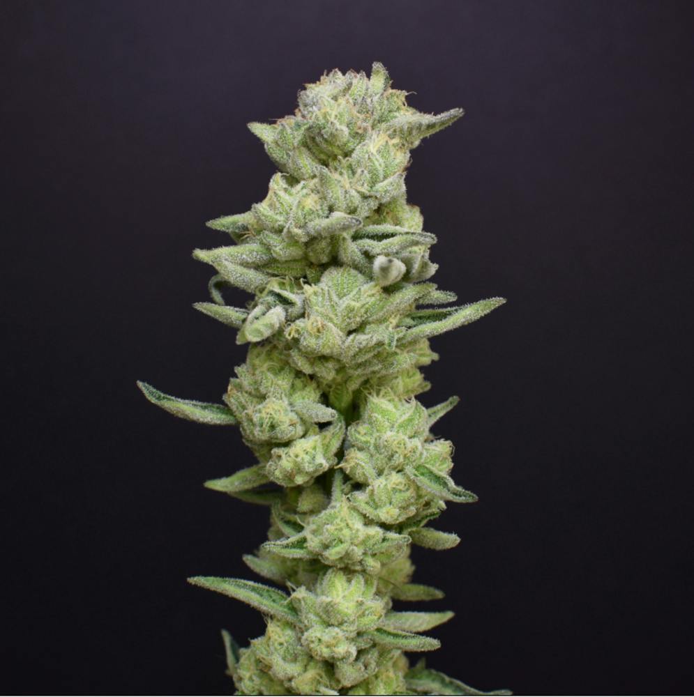 Animal Face Kush Mints