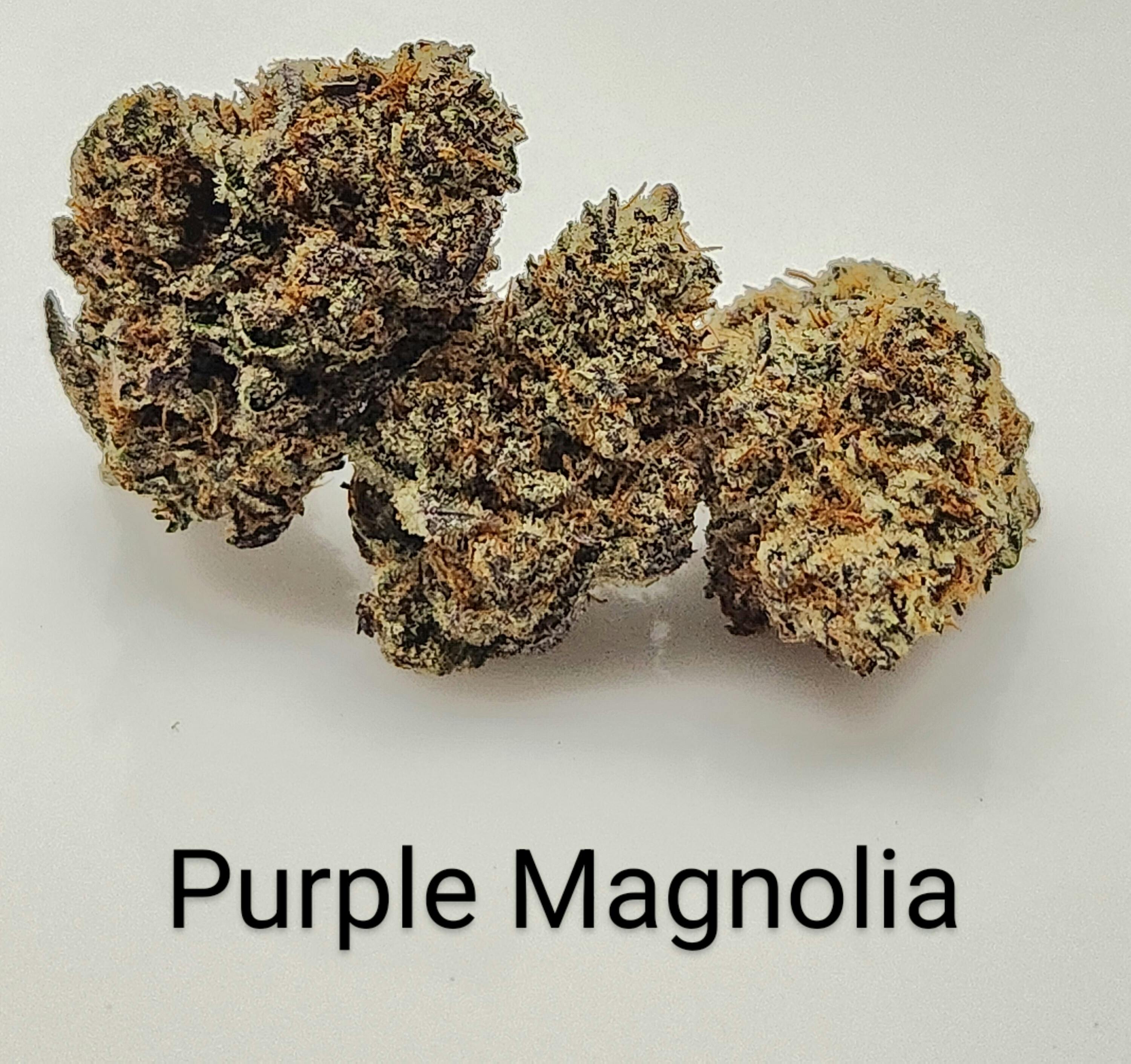 Del Mundo Purple Magnolia