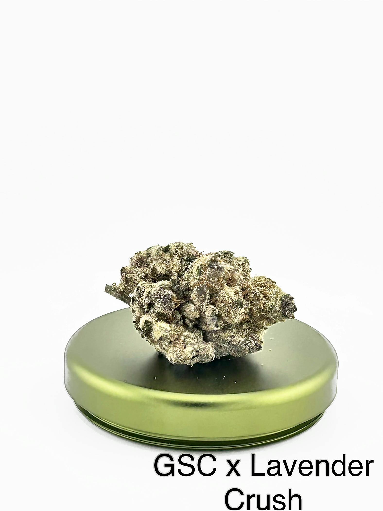 GSC: X Lavender Crush A S