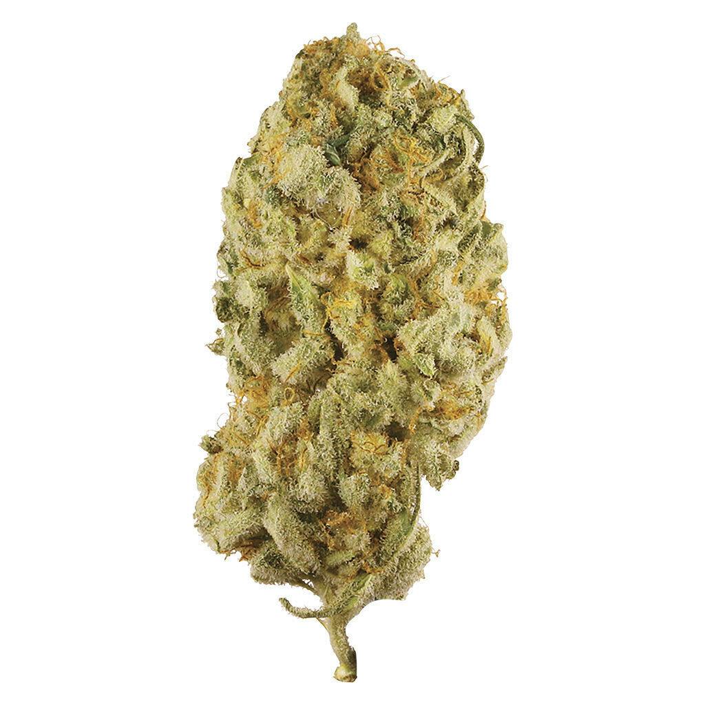 Jack Herer 3.5g Dried Flower