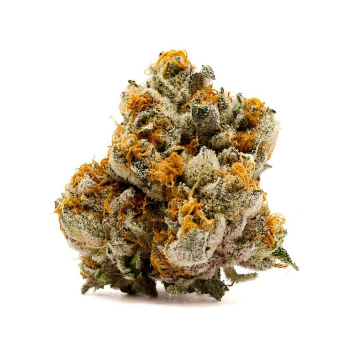 Gmo Sherbert Tier 3