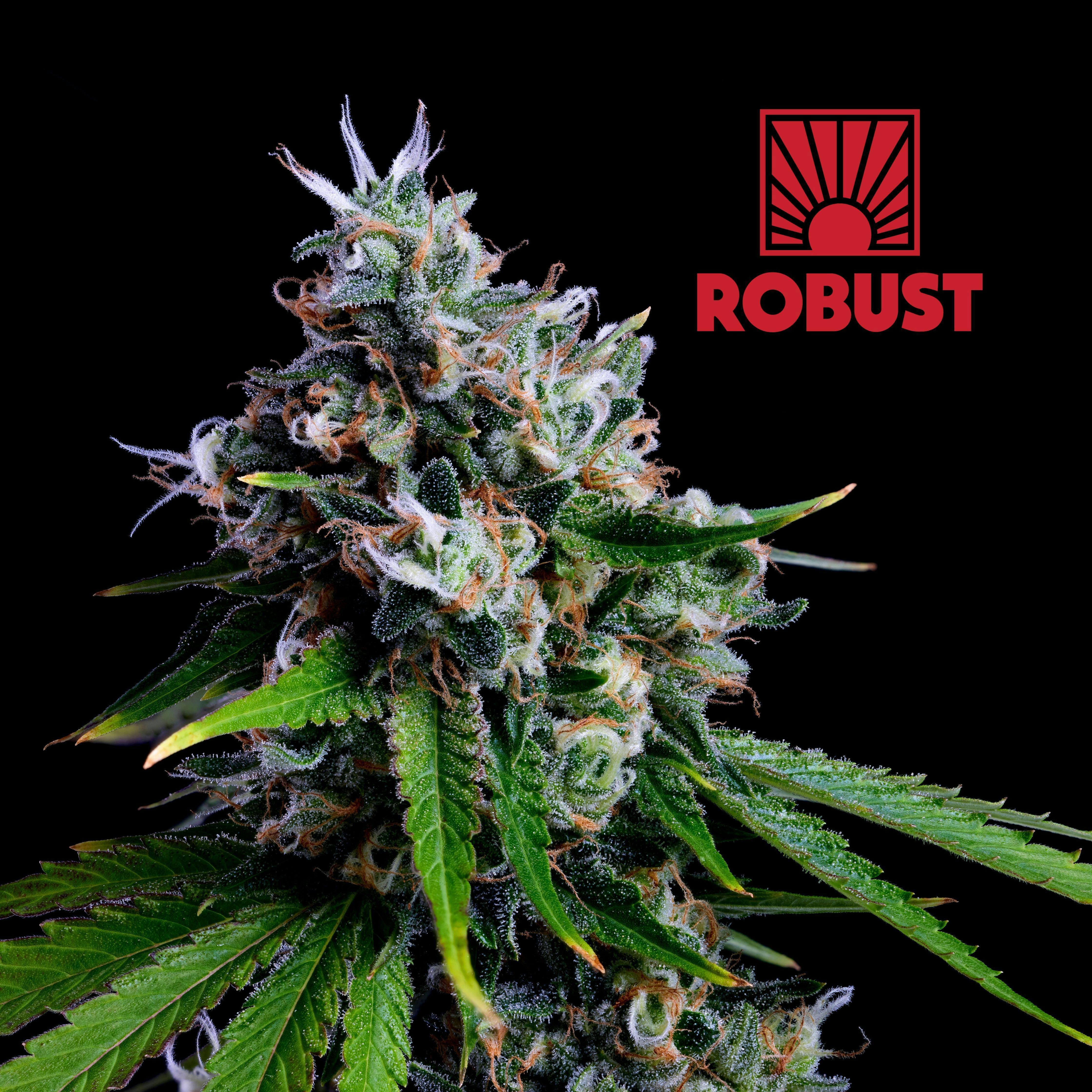 ROBUST 1G 98 LIMES